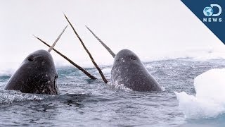 Amazing Facts About The Narwhal Tusk [upl. by Bobseine]