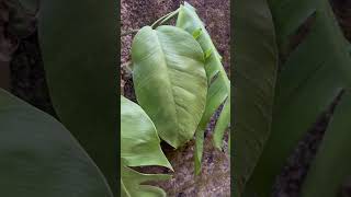 Monstera Deliciosa Plant  baithul garden [upl. by Phi]