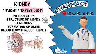 Kidney Anatomy and Physiology  HindiEnglish  Location  Structure  Functions  Urine Formation [upl. by Anal]