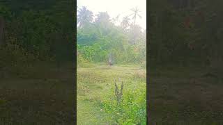 the peacock dance photography camera photoshoot srilanka film [upl. by Nref113]