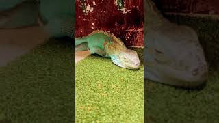 Iguana pet  subscribe channel 🇬🇬 [upl. by Nayrb245]