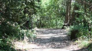 Hike in Tilden Park Berkeley Hills CA [upl. by Irisa]