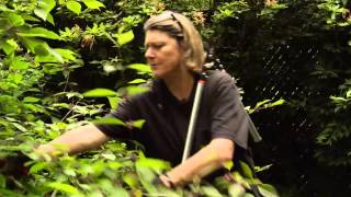 How to Prune Beautyberry  Callicarpa  Video Tutorials with Plant Amnesty [upl. by O'Donoghue36]