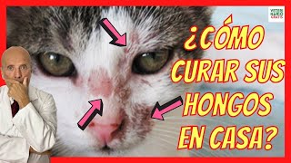 🚨 ¿CÓMO CURAR LOS HONGOS EN LA PIEL DE LOS GATOS 🚨 CON TIÑA [upl. by Hulen]