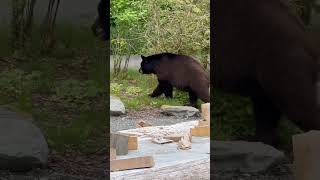 Black Bear spotted in Ketchikan bear wildlife alaska ketchikan [upl. by Tillio]