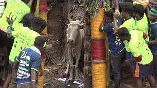 Nellikulam Jallikattu 2023 Videos  நெல்லிக்குளம் ஜல்லிக்கட்டு 2023 Videos [upl. by Kcirb]