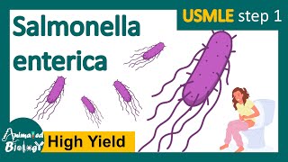 Salmonellosis Salmonella typhi  pathology of salmonella typhi  treatment  USMLE [upl. by Halyahs]