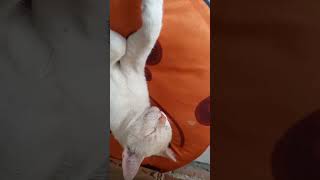 el gato de gatos 😼gatitosbonitos viral catlover viral whiskas cat animals mrbeast love [upl. by Hyps]