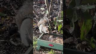 So cute feedshorts squirrel cuteanimal wildlife naturelovers natureshorts cute shortsfeed [upl. by Otis]