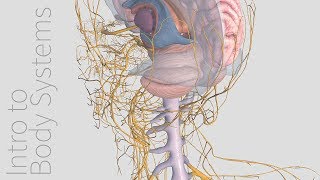 Introduction to the Nervous System  Animated Tutorial  Complete Anatomy [upl. by Rehpotsrihc]