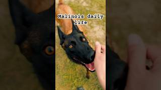 Malinois daily life [upl. by Eleets]