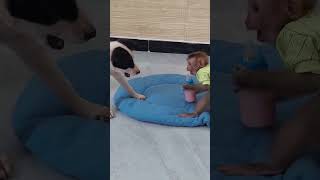 Soo Funy Puppy Try To Grab amp Steall Milk From Molly animals funnyshorts cute [upl. by Scandura]