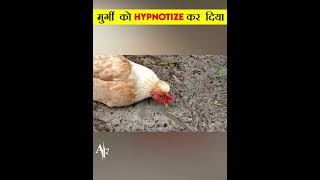 चिकन खाने वाले जरूर देखें  How To Hypnotise A Chicken Easily  short [upl. by Woodring493]