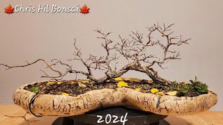 Bonsai Ulmus minor var Raft since 2021 [upl. by Narba]