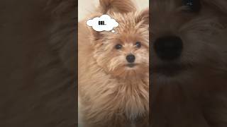 🥺😂 dog puppy pomapoo funnyvideo cute [upl. by Akiehsal]