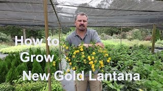 How to grow New Gold Lantana with detailed description [upl. by Potash]