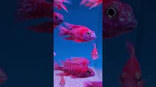 Aquarium Central  Red Peacock African Cichlid quotRubin Redsquot [upl. by Ladnor]