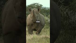 Nashörner bedrohte Giganten tierliebe fact naturnashorn wildlife shortsyoutube doku video [upl. by Curkell787]