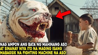 NAG AMPON ANG BATA NG INOSENTENG ASO AT SINANAY NYA ITO NA MAGING MABAGSIK NA FIGHTING MACHINE [upl. by Gower]