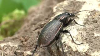 Carabus morbillosus [upl. by Annodal341]