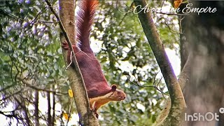 Malabar Giant Squirrel sound😍 malabar squirrel [upl. by Eolc]