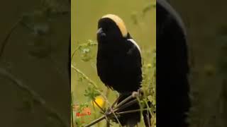 Bobolink bird callbirds birdfriendsbirdlovermanatv [upl. by Bili]