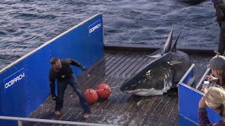 Mary Lee Starts OCEARCHs Journey To Expedition Nova Scotia 2020 [upl. by Nwhas]