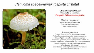 Лепиота гребенчатая Lepiota cristata [upl. by Abil]