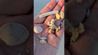 TINY Beach Treasures 😍 shorts beachcombing [upl. by Minsat464]