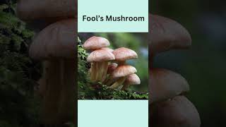 quotTop 5 Deadliest Poisonous Mushrooms You Should Never Touchquot [upl. by Wahkuna]