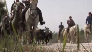 les arnelles cheval en camargue [upl. by Aldarcy]