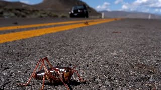 ÉtatsUnis  le Nevada confronté à linvasion de grillons mormons [upl. by Suriaj]