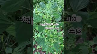 എവിടെയും സുലഭമായ കള ഔഷധ ഗുണമുള്ള ചീര Acalypha indica കുപ്പയ്മേനി ചീര ഡയബറ്റിക് കാർക്ക് 👌 [upl. by Asilram]