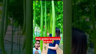 Buah gambas terpanjang di dunia food satisfying agriculture fruit fyp shorts [upl. by Summers101]