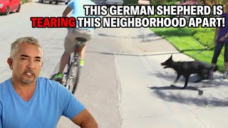 How To Calm Down A Frantic German Shepherd  Cesar 911 Season 2 Ep 4  Part 1 [upl. by Nalced]