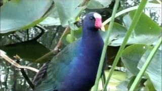 Purple Gallinule [upl. by Hahsia379]