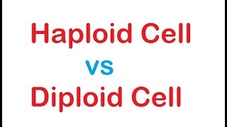 Diploid cell vs Haploid cell [upl. by Eniowtna]