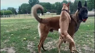 Dominant Dog Tries Messing WBelgian Malinois At The Dog Park [upl. by Eecyaj]