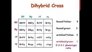 Dihybrid Cross  How to write a Dihybrid Cross in Exam  Genetics and Inheritance [upl. by Deibel]