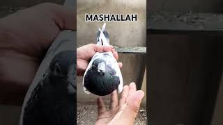 MASHALLAH ❤️ SUBCRIBE TO MY CHANNEL BROTHERS pigeon pakistanpigeoncouncil bird kabootar [upl. by Yrrah]