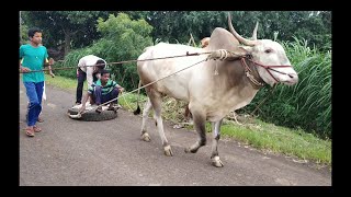 Practicing for bull cart race [upl. by Aysahc954]