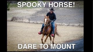 Spooky Horse Gives Trainers a Scare [upl. by Radman]