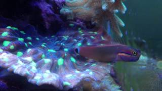 tailspot blenny laying eggs [upl. by Pelson]