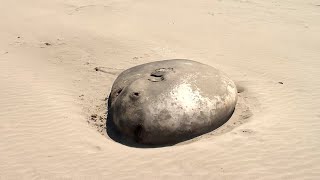 7foot hoodwinker sunfish washes ashore in Oregon [upl. by Jermyn]