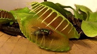 Venus Fly Trap vs Flies See who wins [upl. by Oizirbaf]