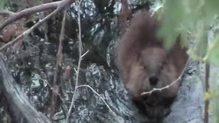 Lake Havasu Beaver Shotsmpg [upl. by Bevvy]