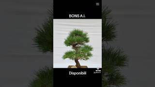 🚀🚀🚀 Promo spedizione gratuita in tutta Italia bonsai [upl. by Pryce]