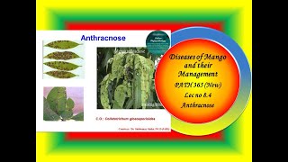 30 PATH 365 New Lec no 84 Mango Anthracnose [upl. by Ymaral126]