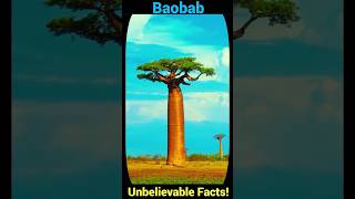 Baobab Unbelievable Facts You Never Knew [upl. by Maiocco840]