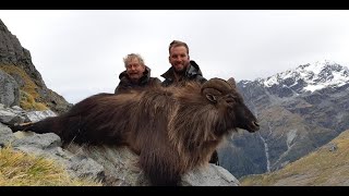 Big Bull Tahr Of The West Coast [upl. by Albur]